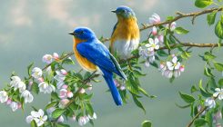 spring
