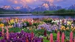 spring-flowers-pictures